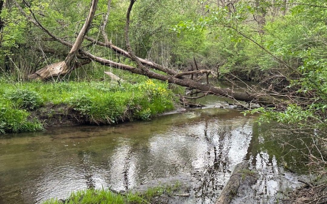 Restoring Life on a Former Golf Course