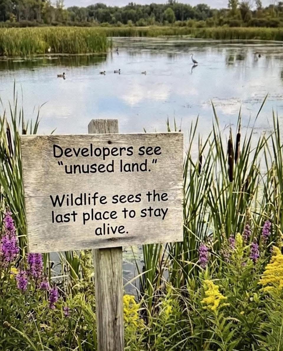 Restored landscape and habitat corridor