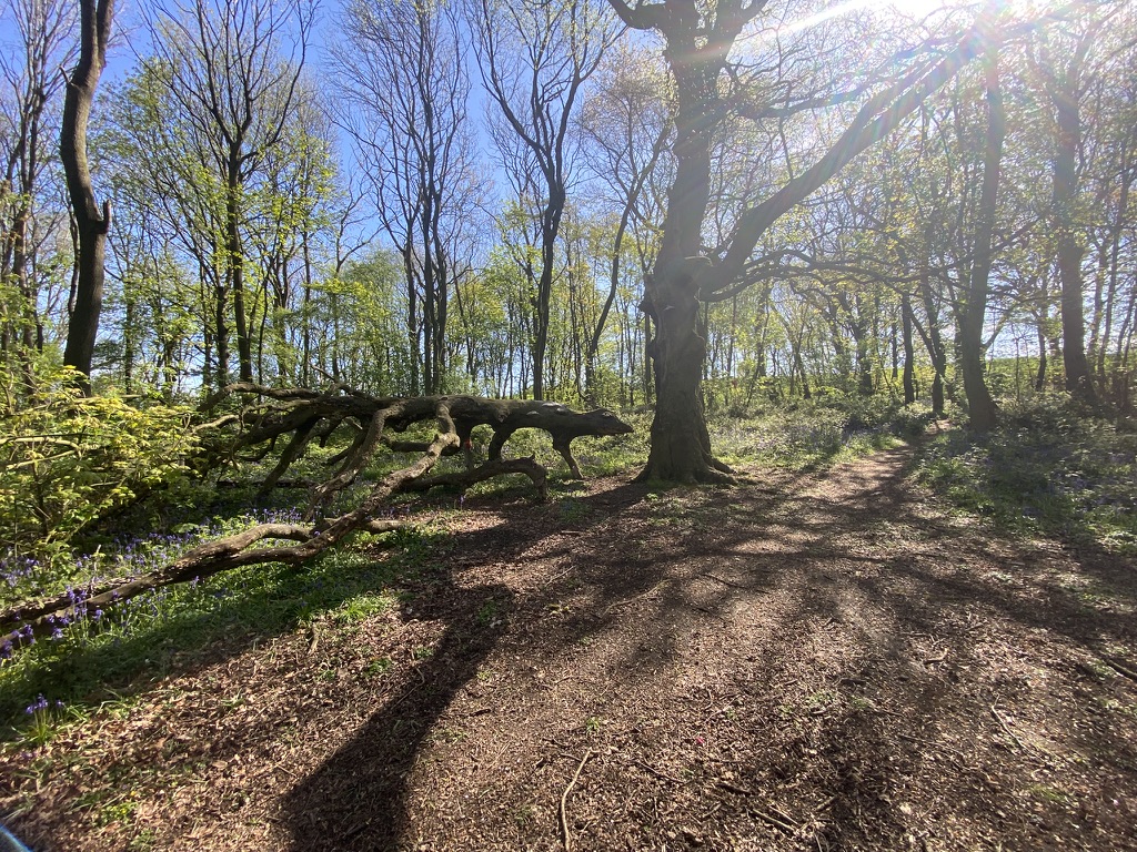 Restored landscape with woodland, water, and habitat corridors