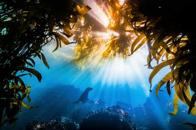 Marine conservation and ocean habitat recovery