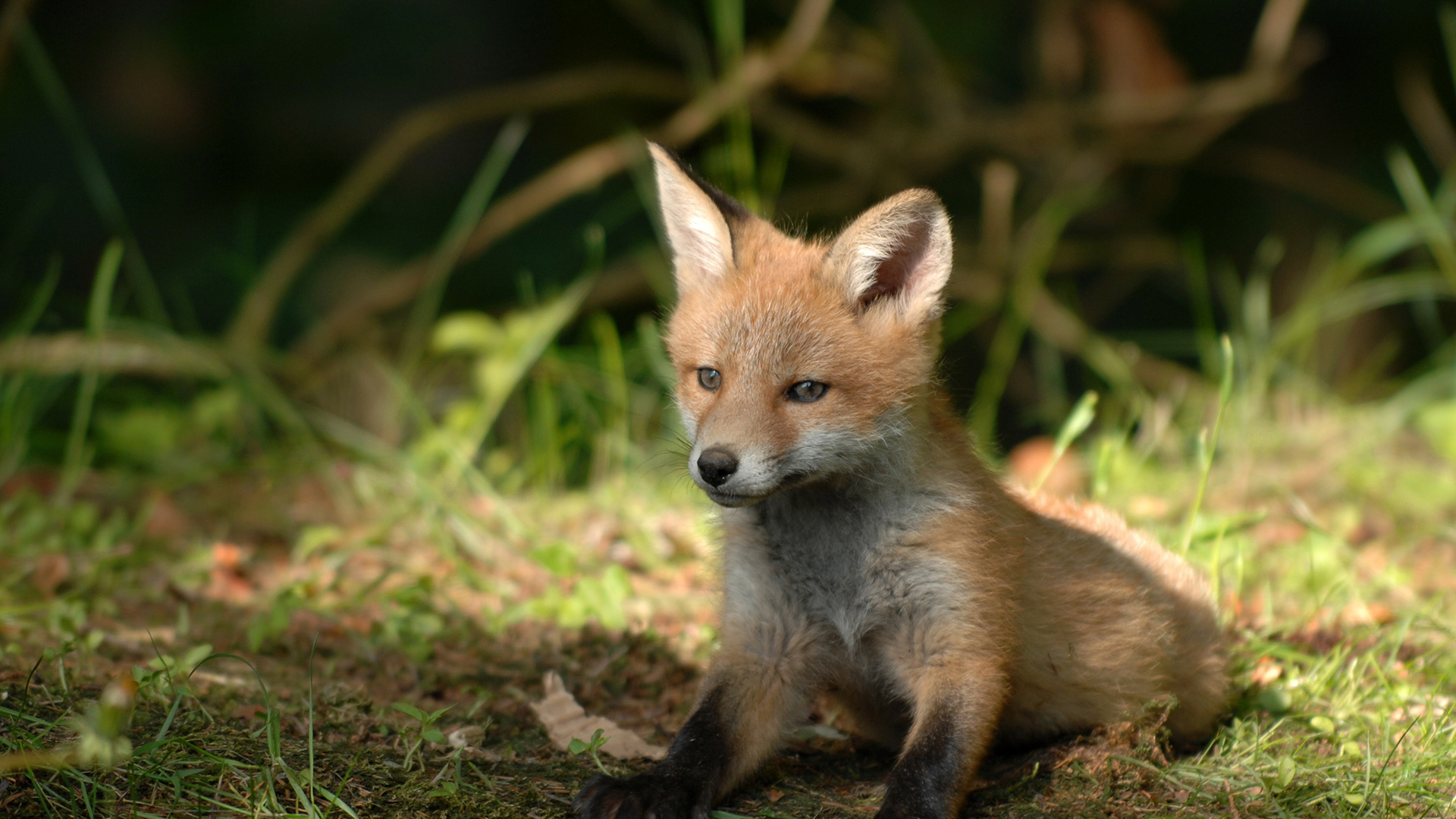 Wildlife rescue and rehabilitation work