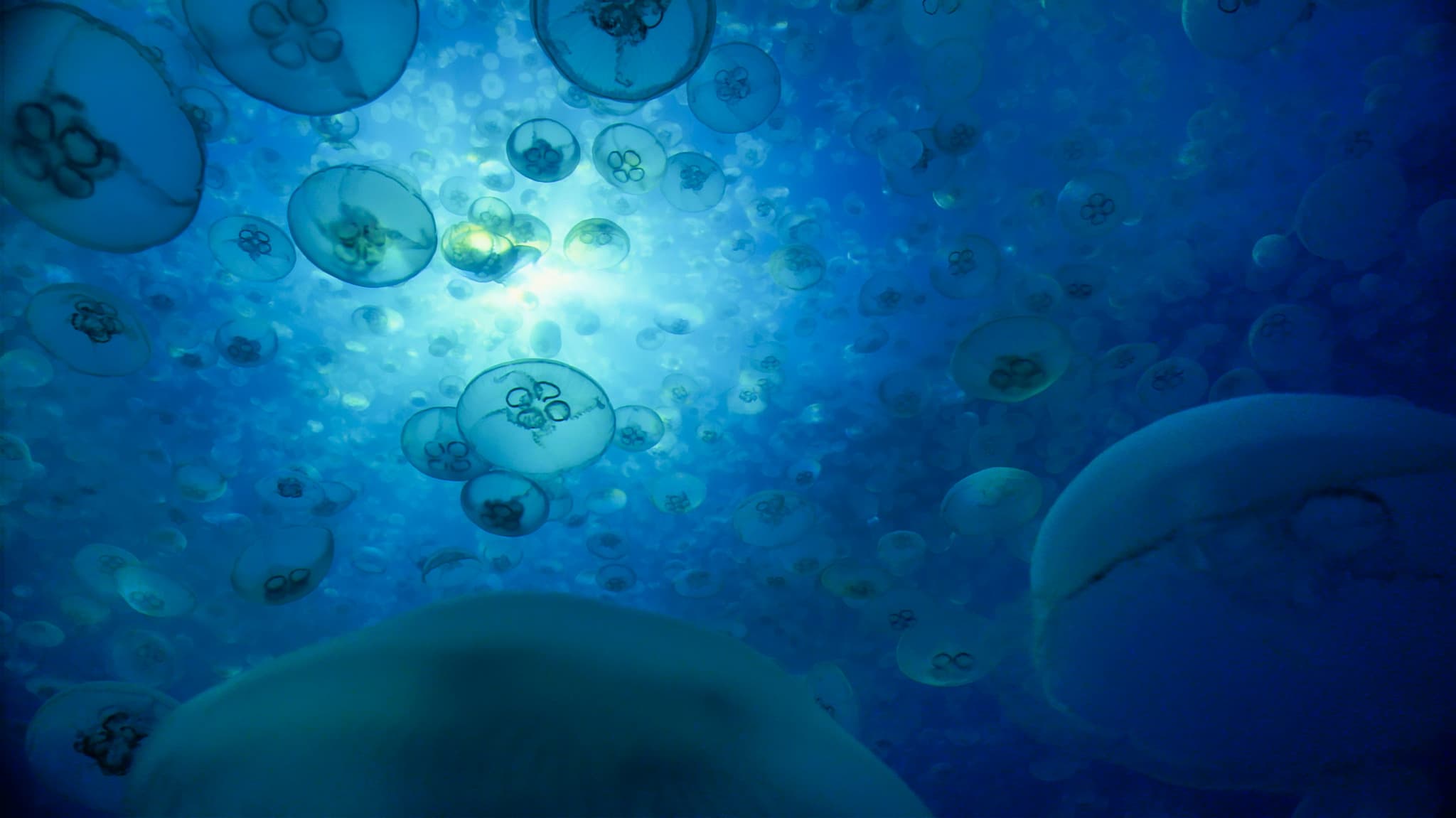 Jellyfish suspended in blue ocean water