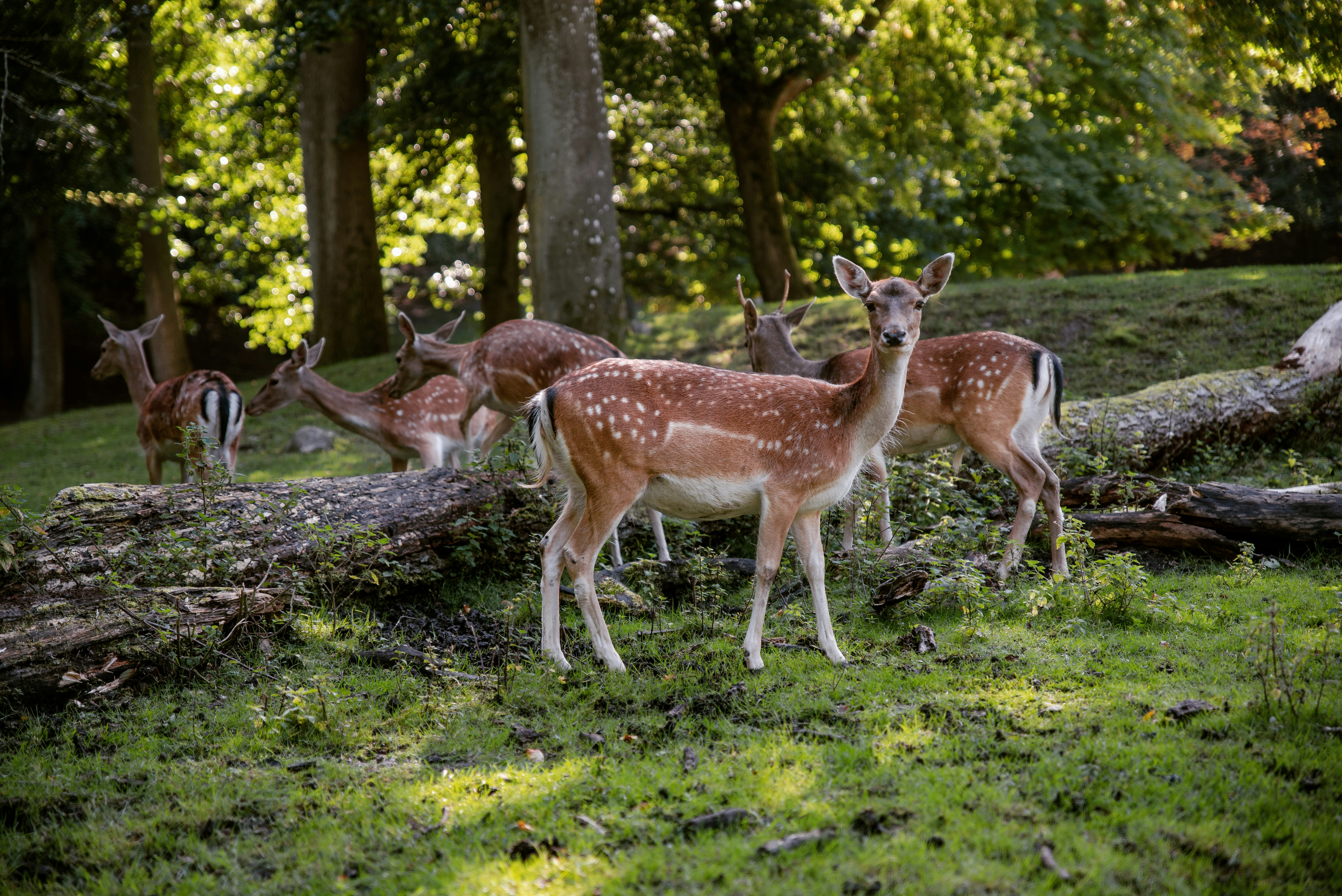 Wildlife rehabilitation and managed release