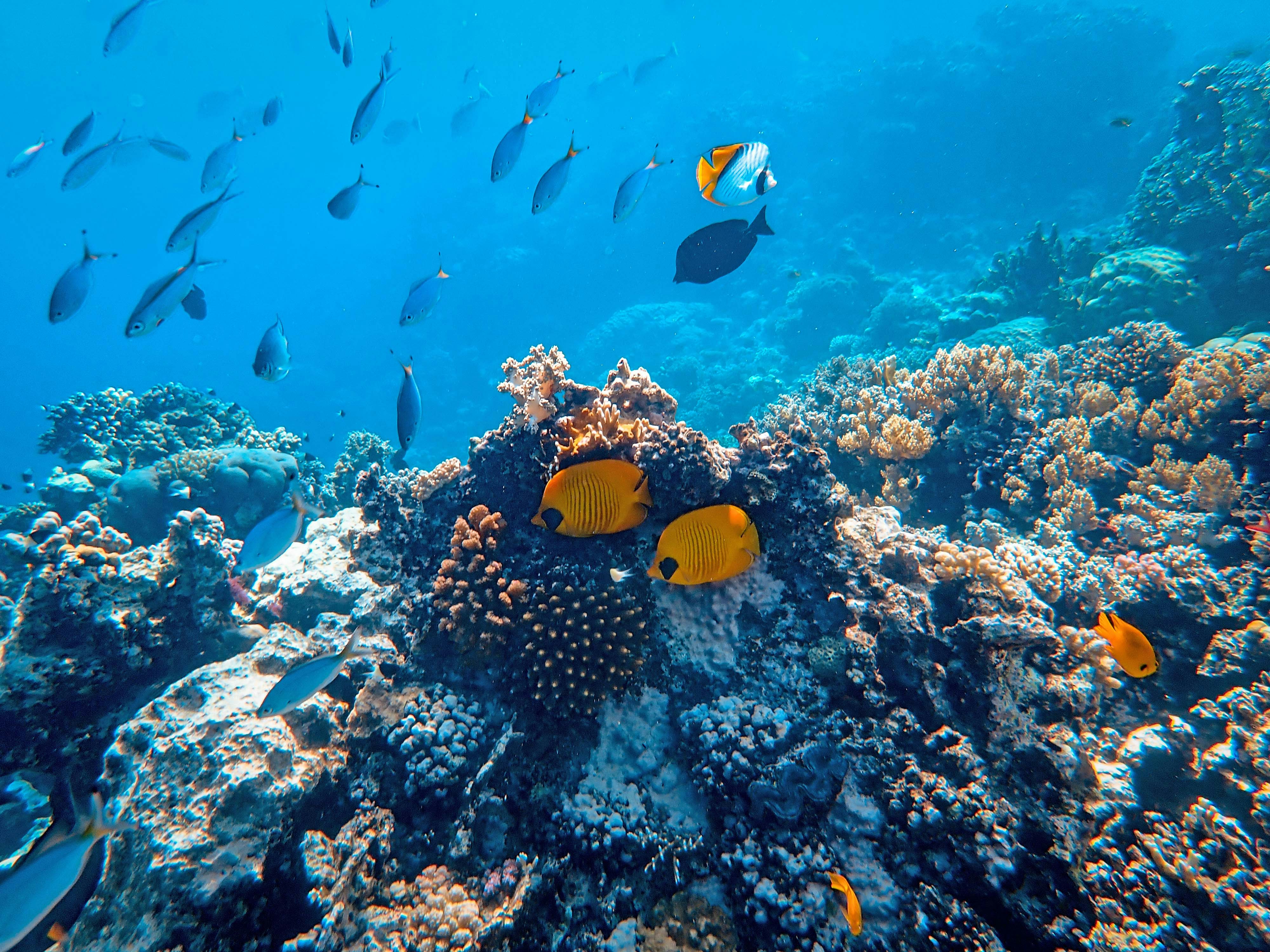 Coastal and marine conservation