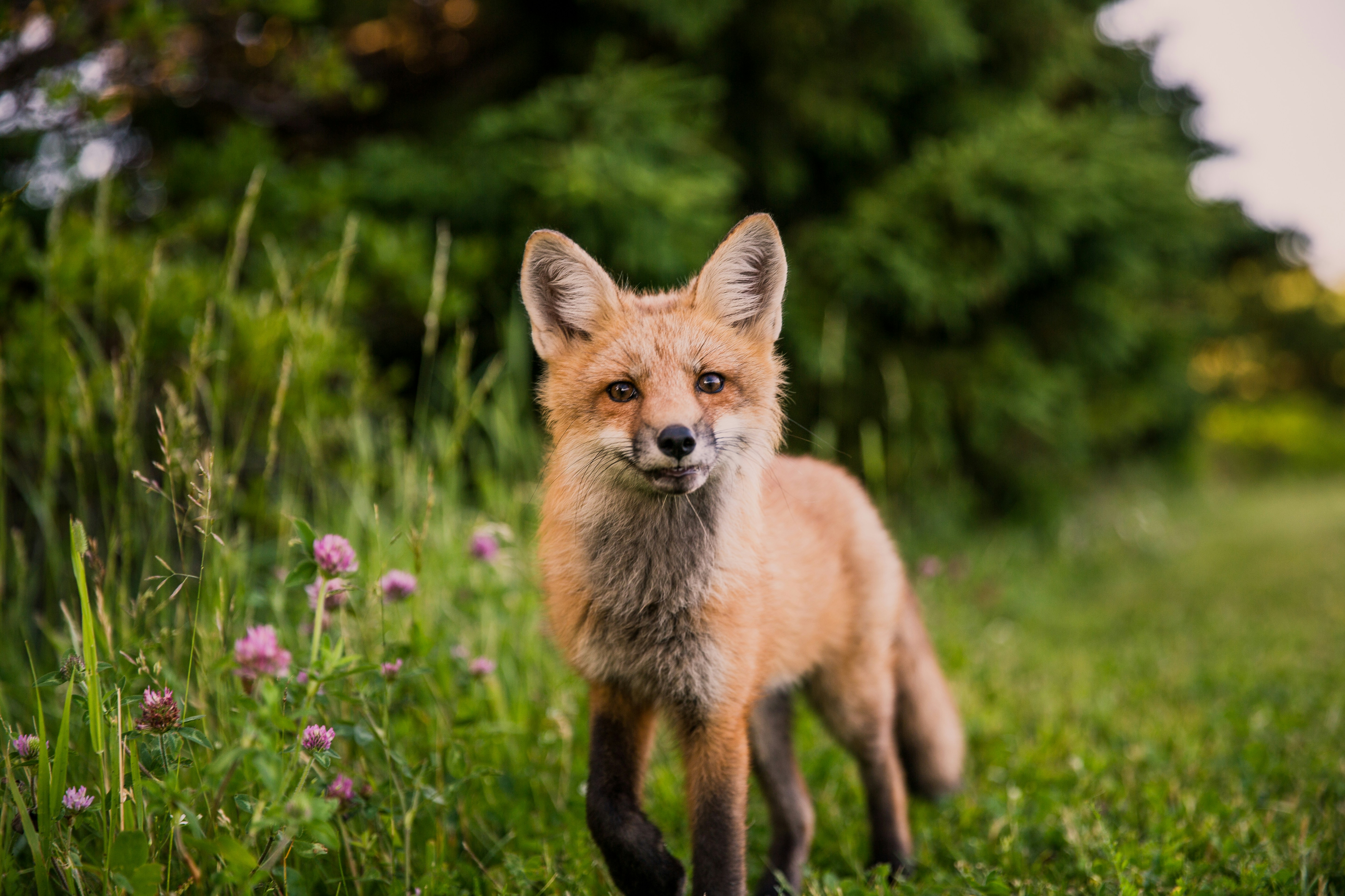 Wildlife monitoring and managed release