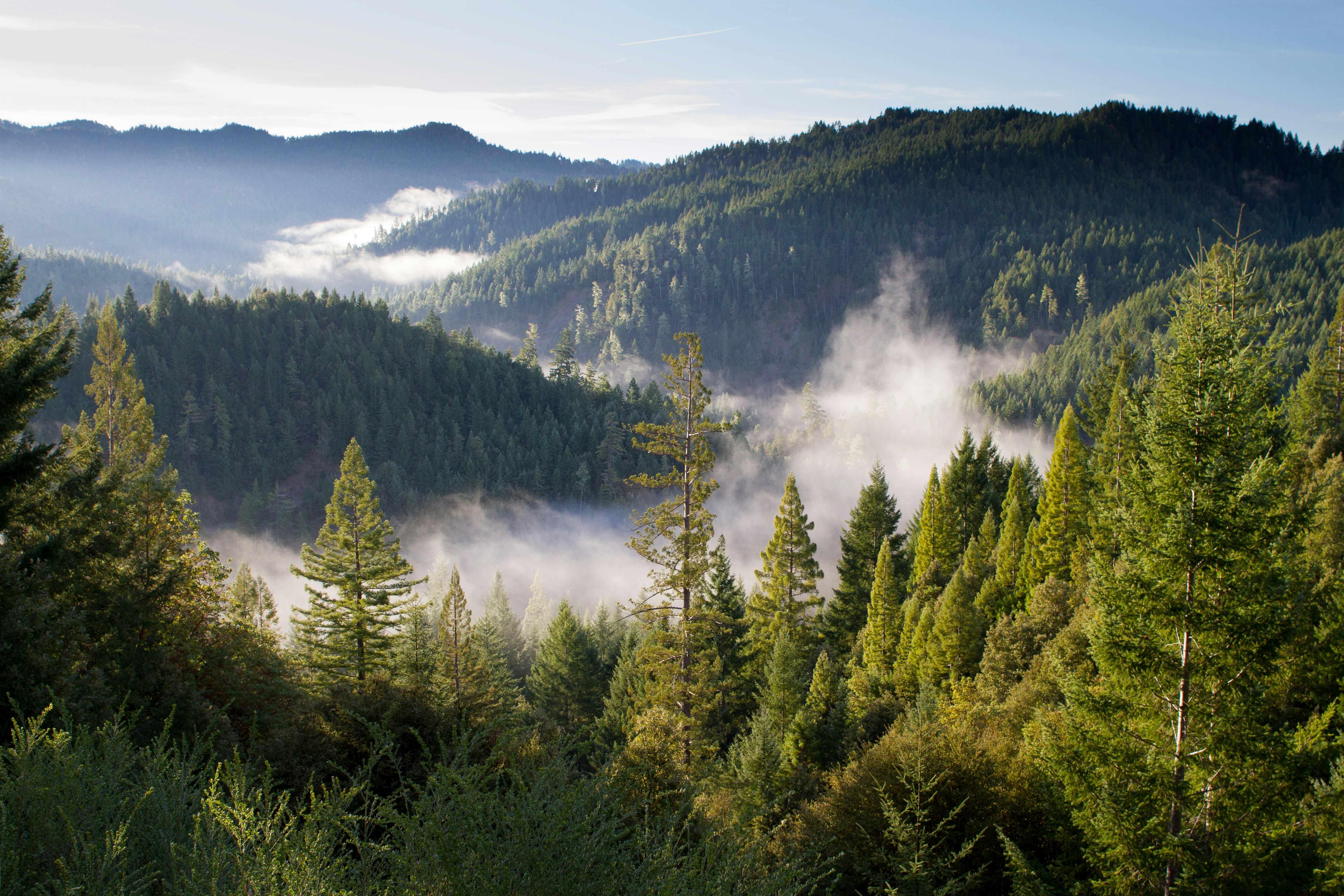 Native woodland and forest restoration
