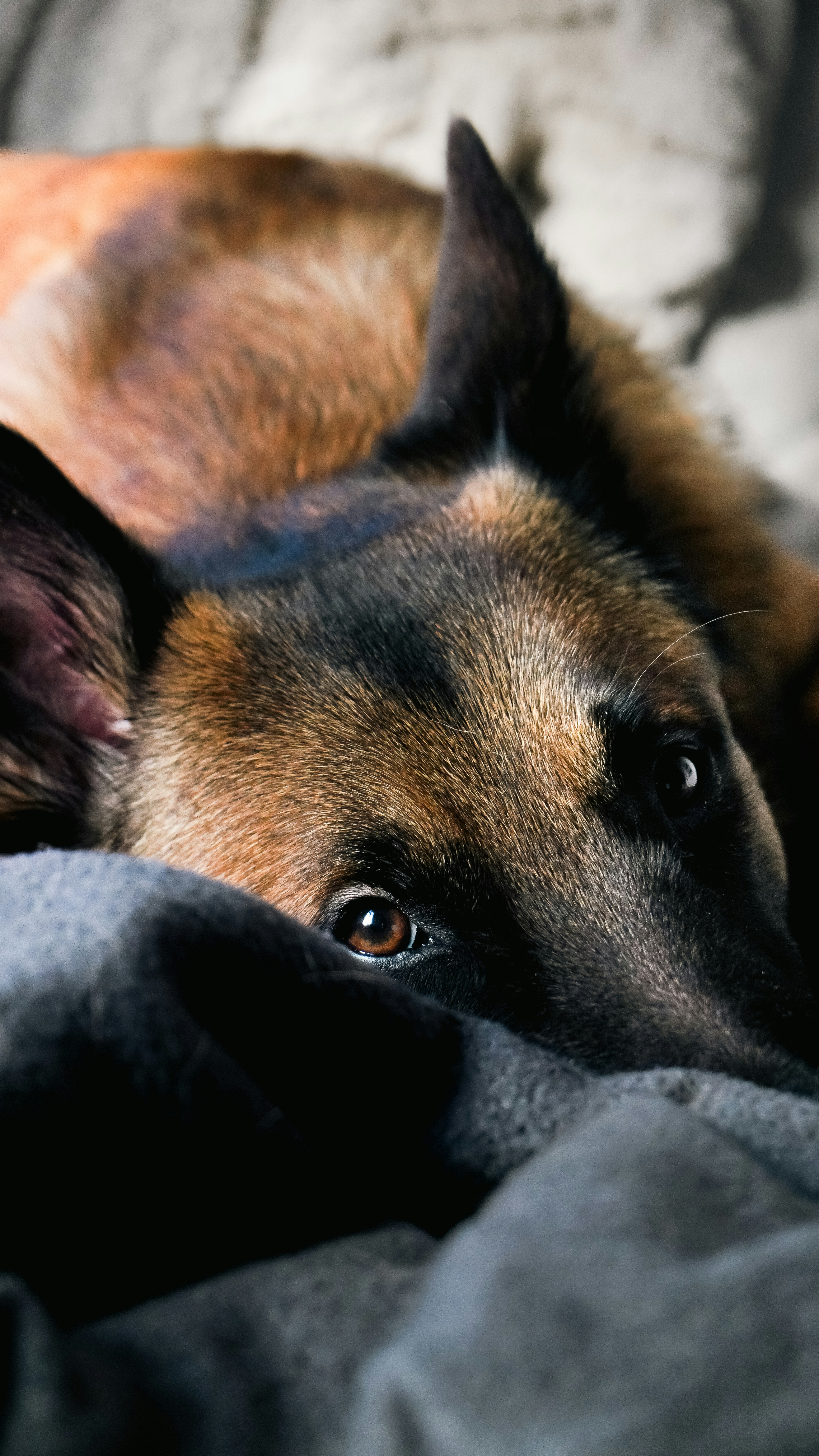 Domestic animal care and rehabilitation