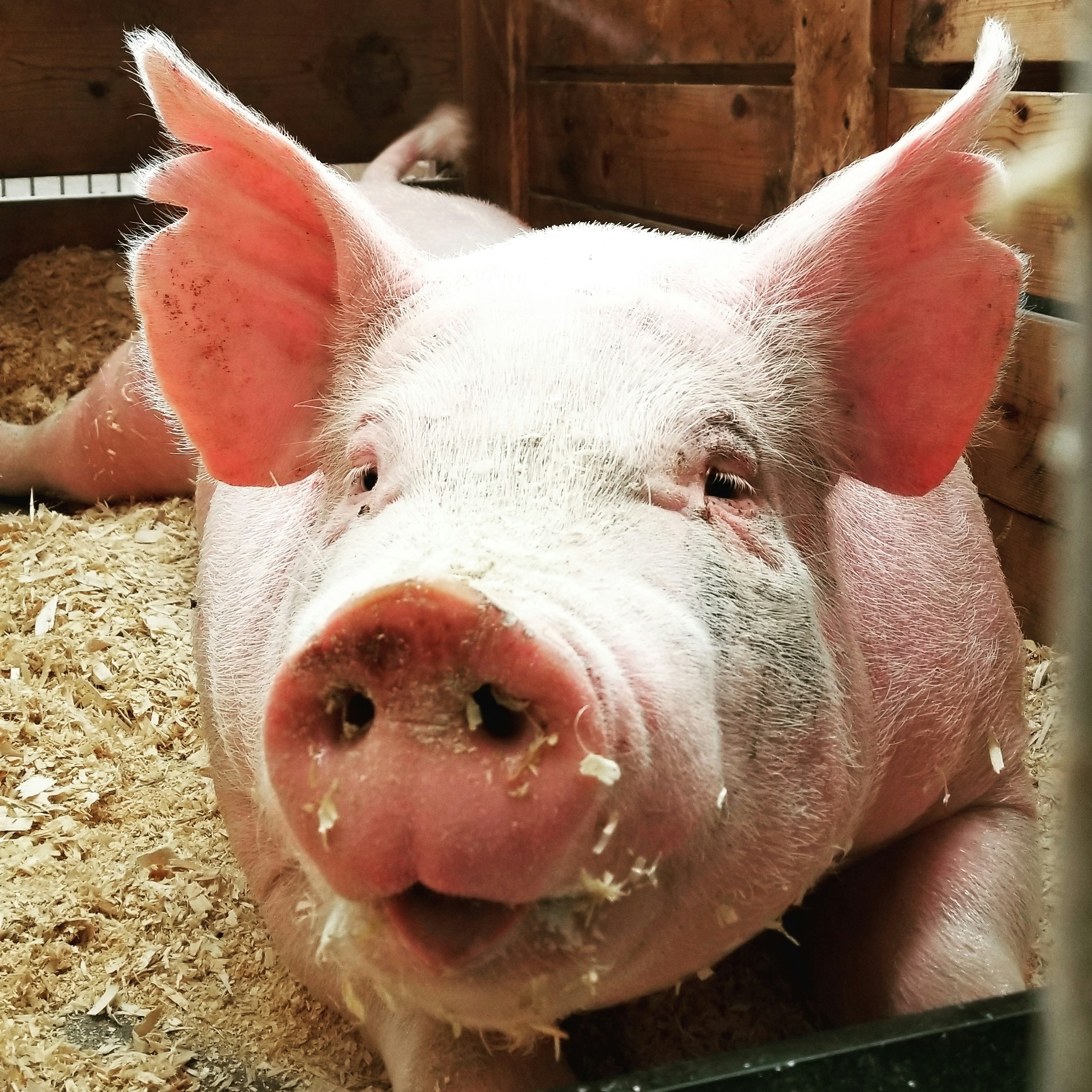 Farm animal sanctuary and welfare