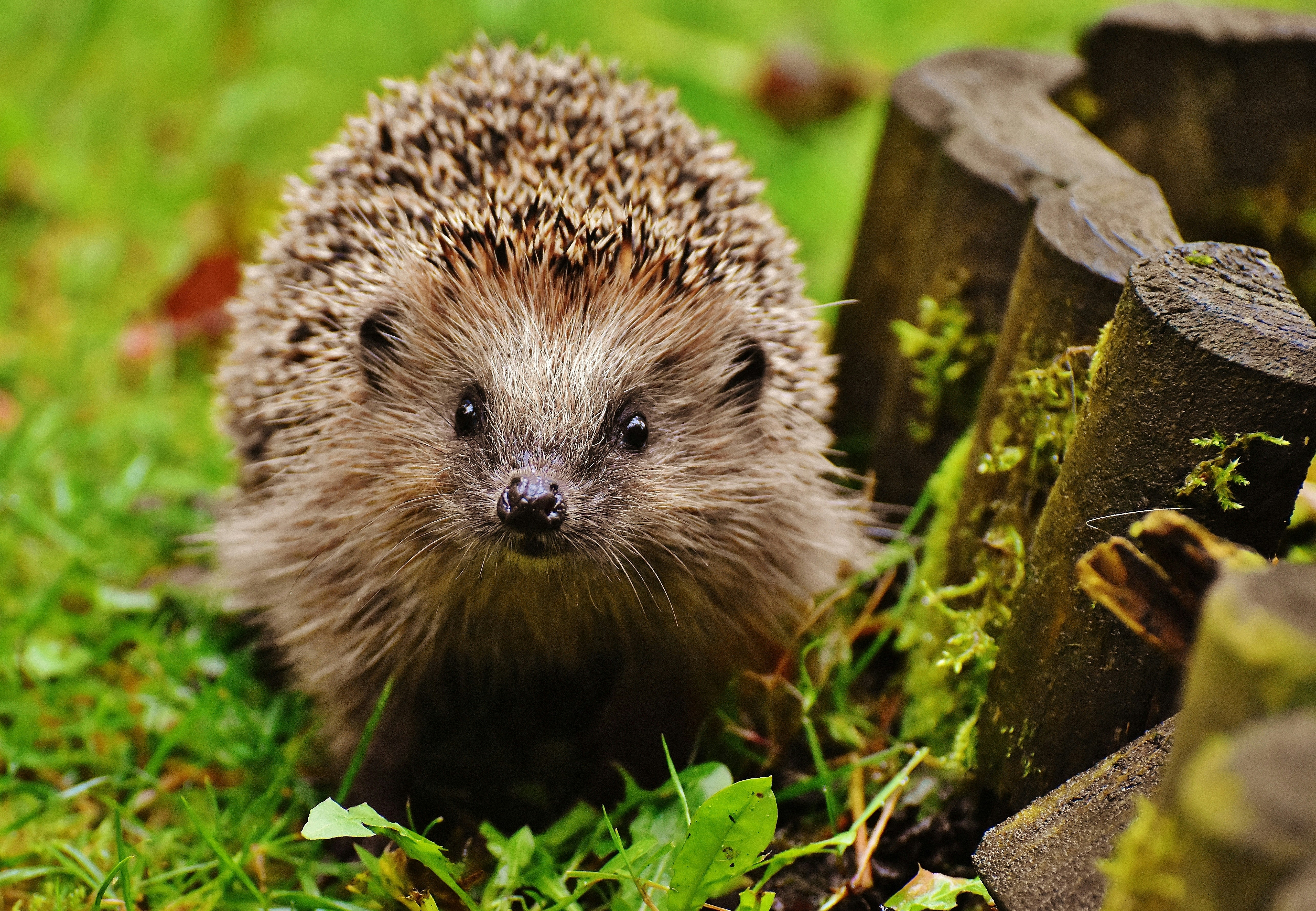 Native species recovery and monitoring