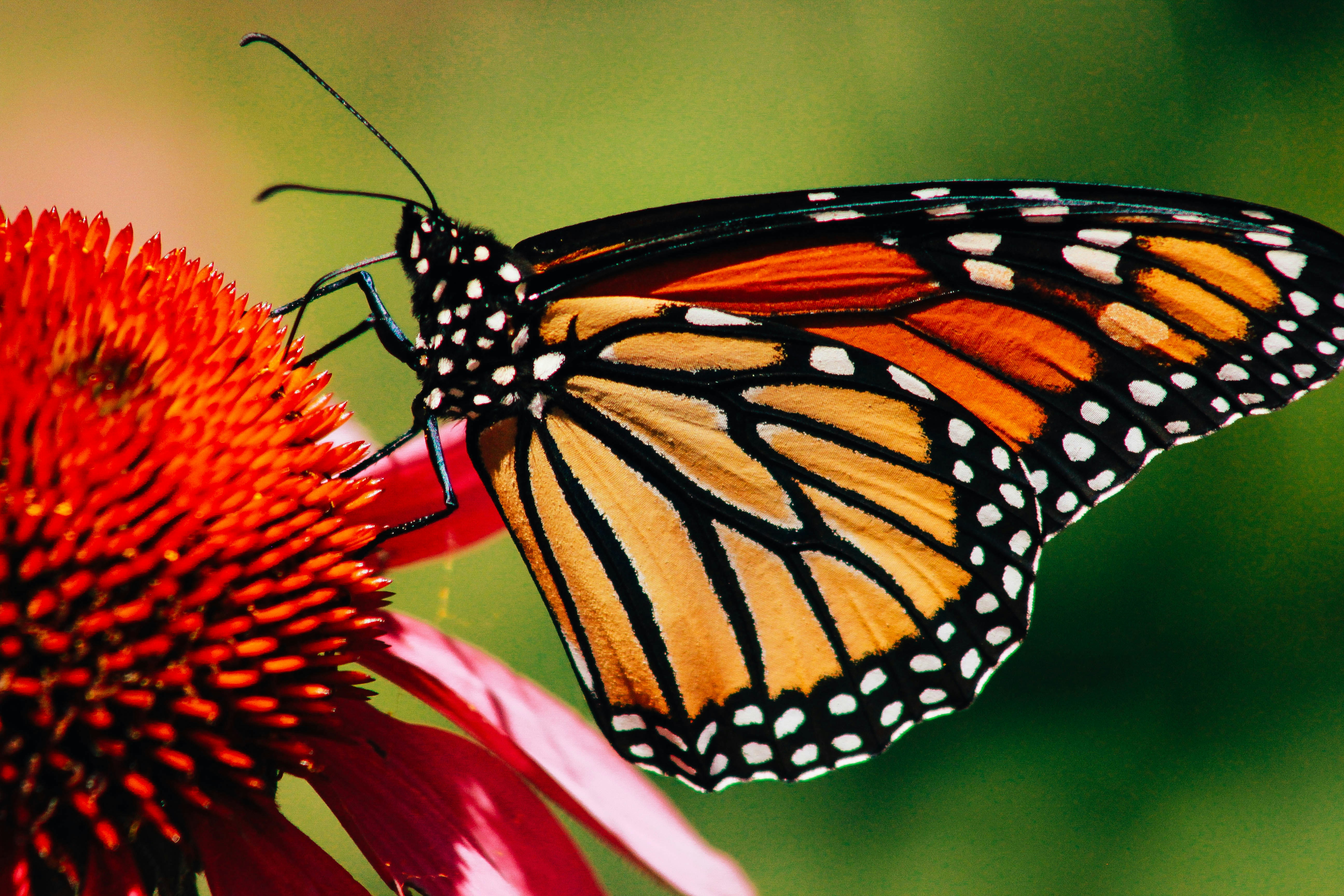 Wildflower meadow and pollinator habitat