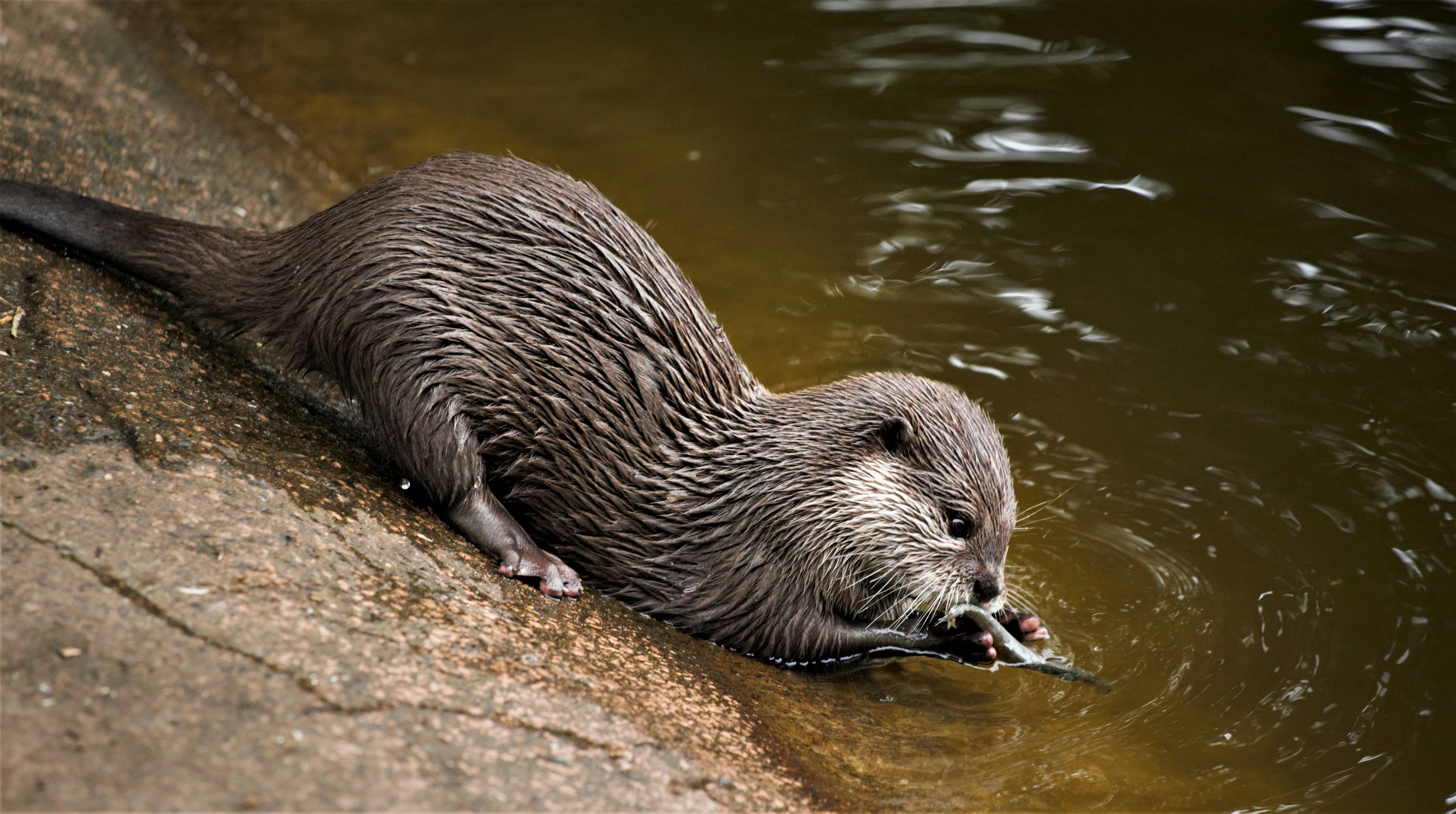 Wildlife release into a restored habitat