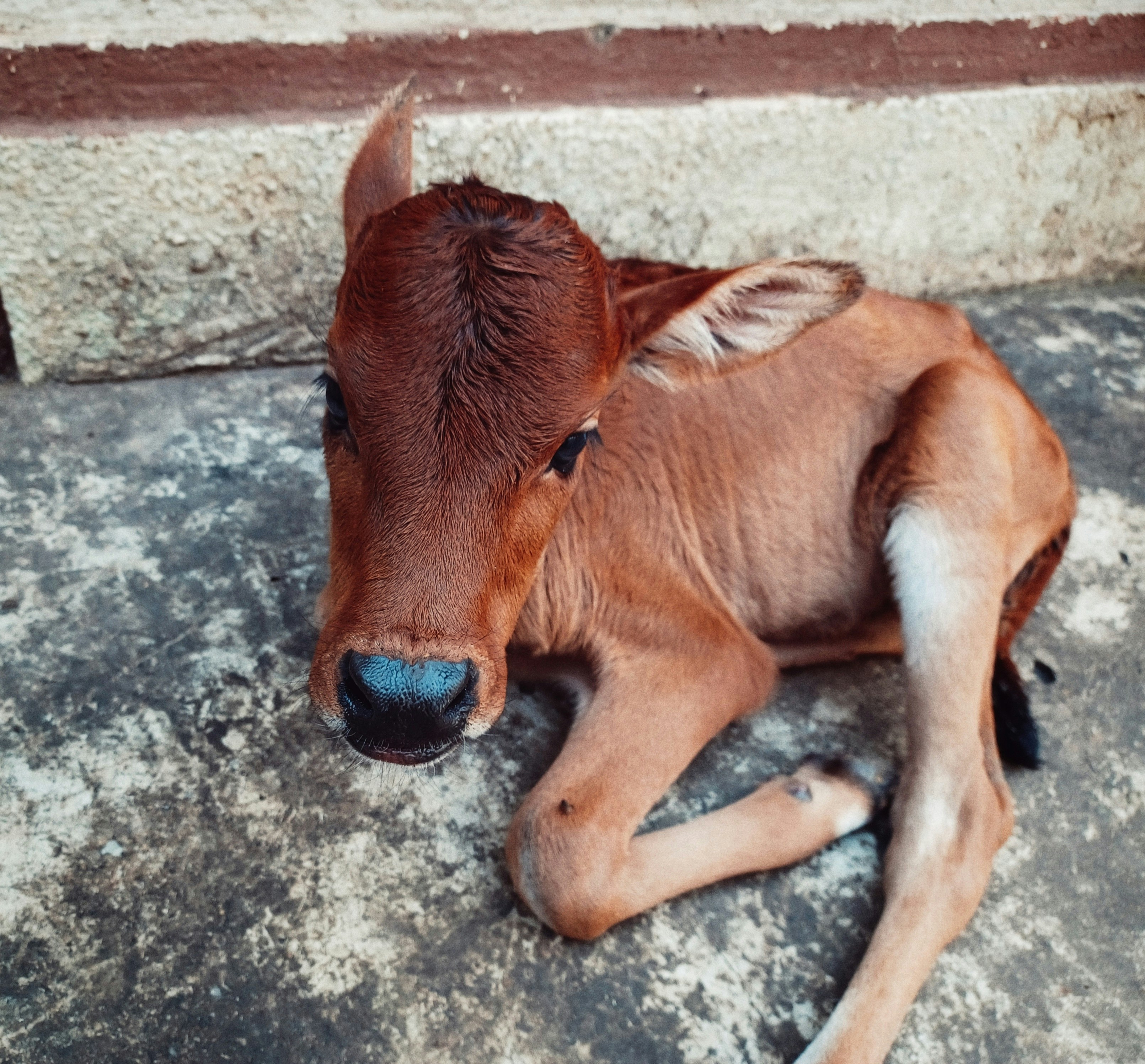 Quiet recovery, sanctuary care and safety