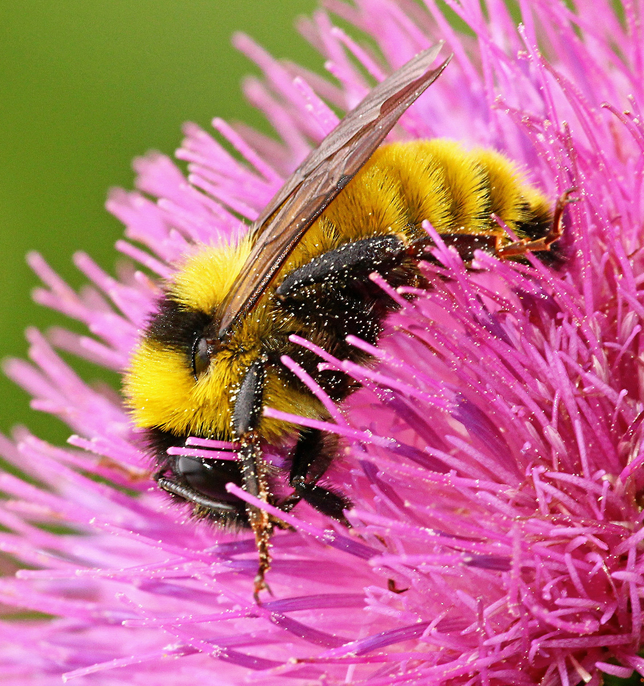 Pollinators, hedgehogs, bats, birds and overlooked species