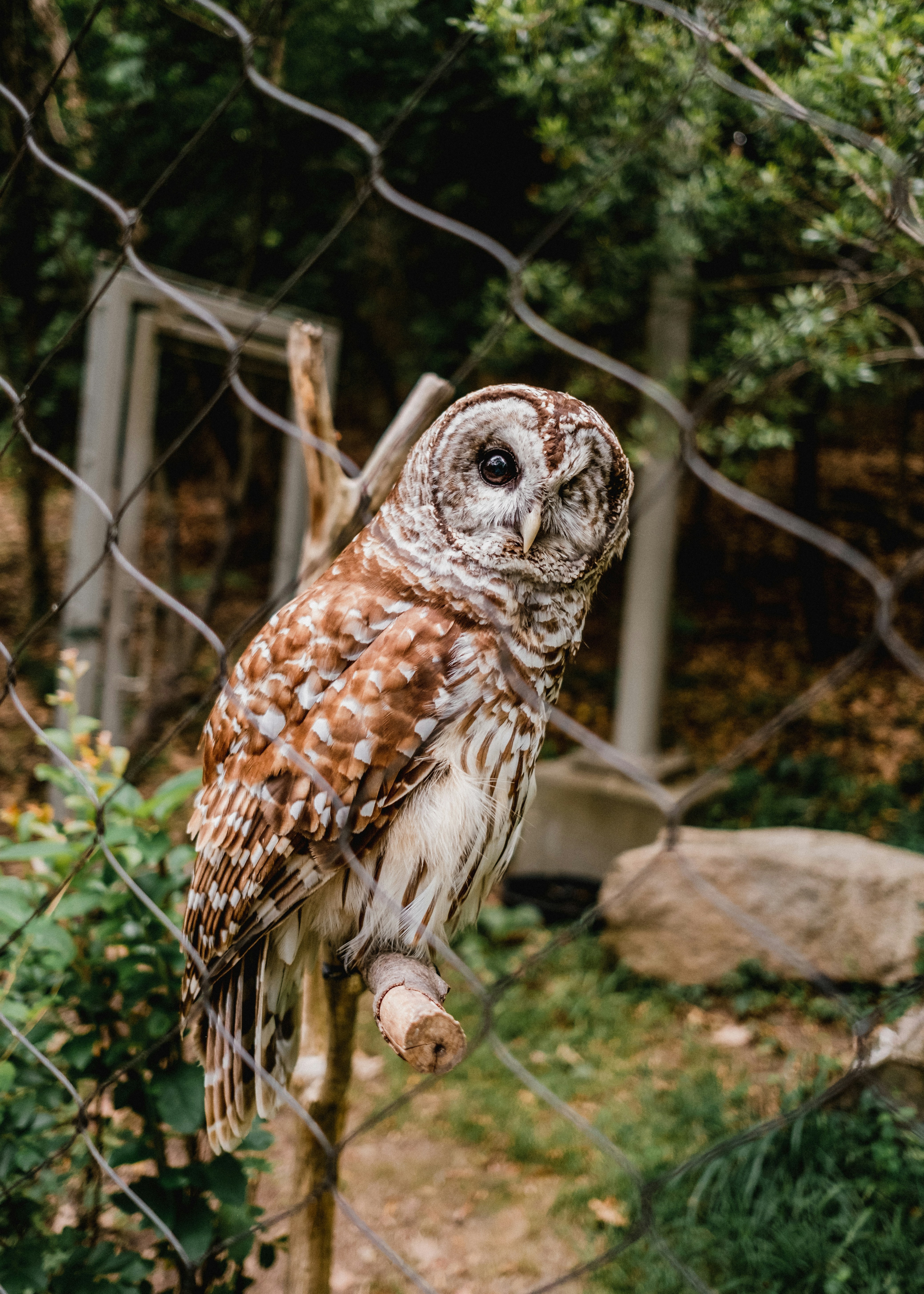 Wildlife rehabilitation and recovery