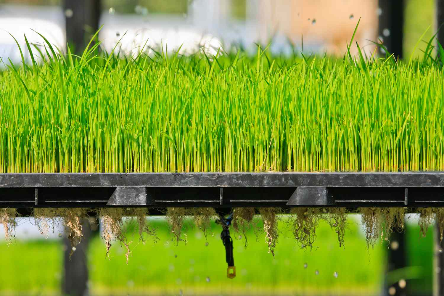 Aeroponic root and crop system