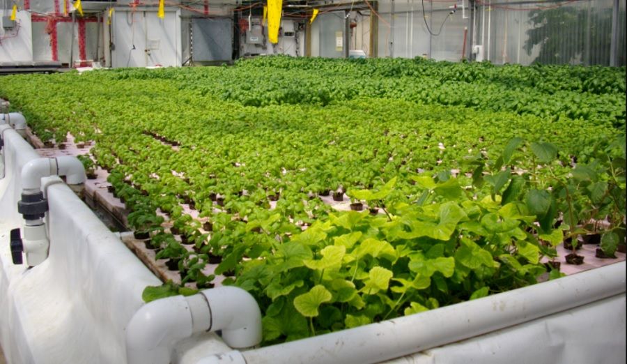 Aquaponic growing environment