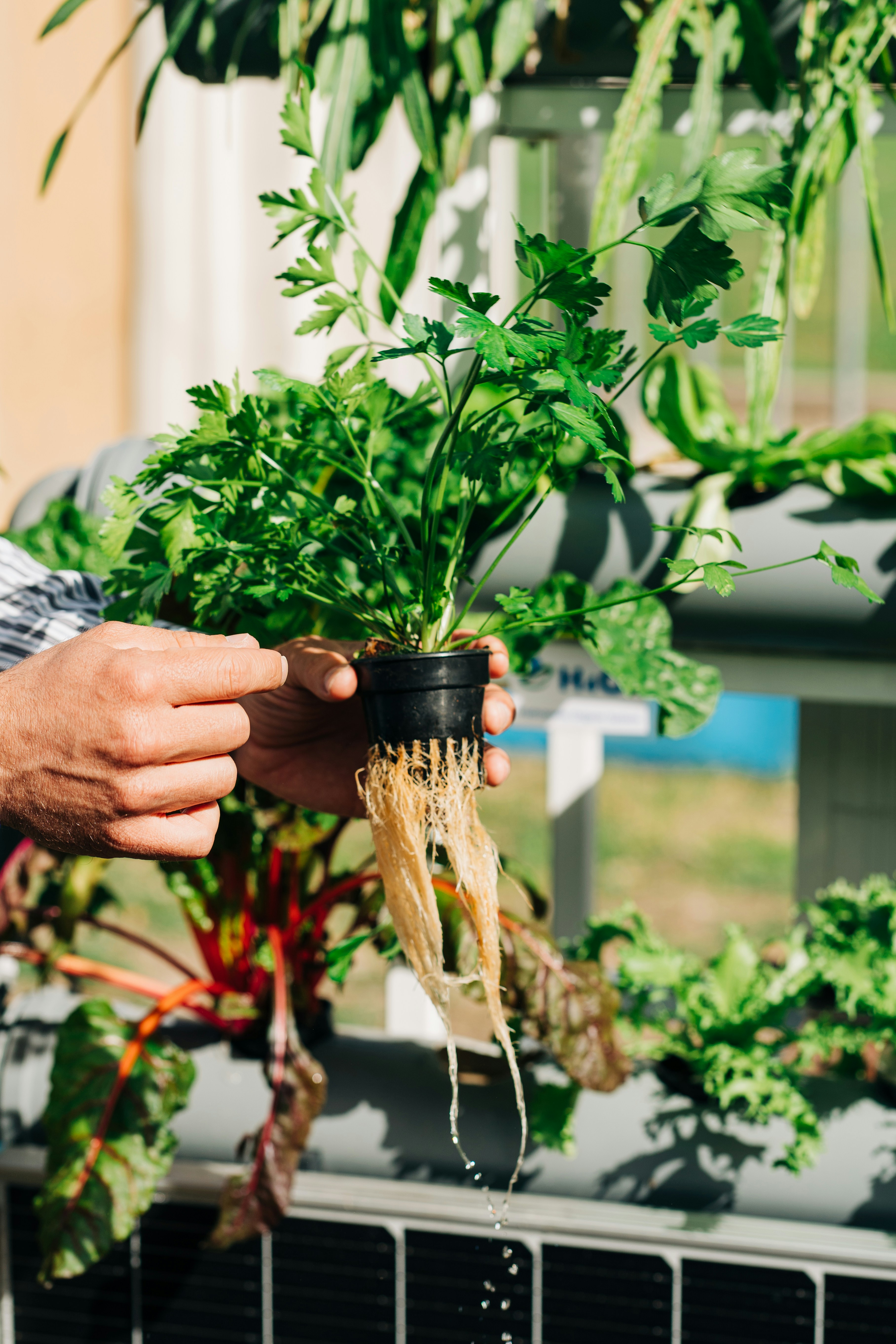 Hydroponic growing system