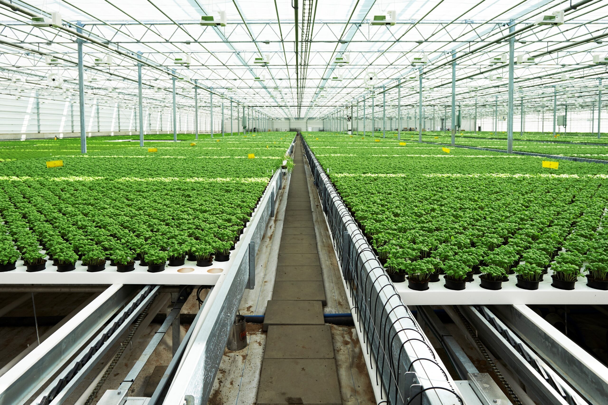 Greenhouse and polytunnel production