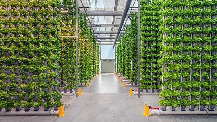 Large-scale vertical farming environment