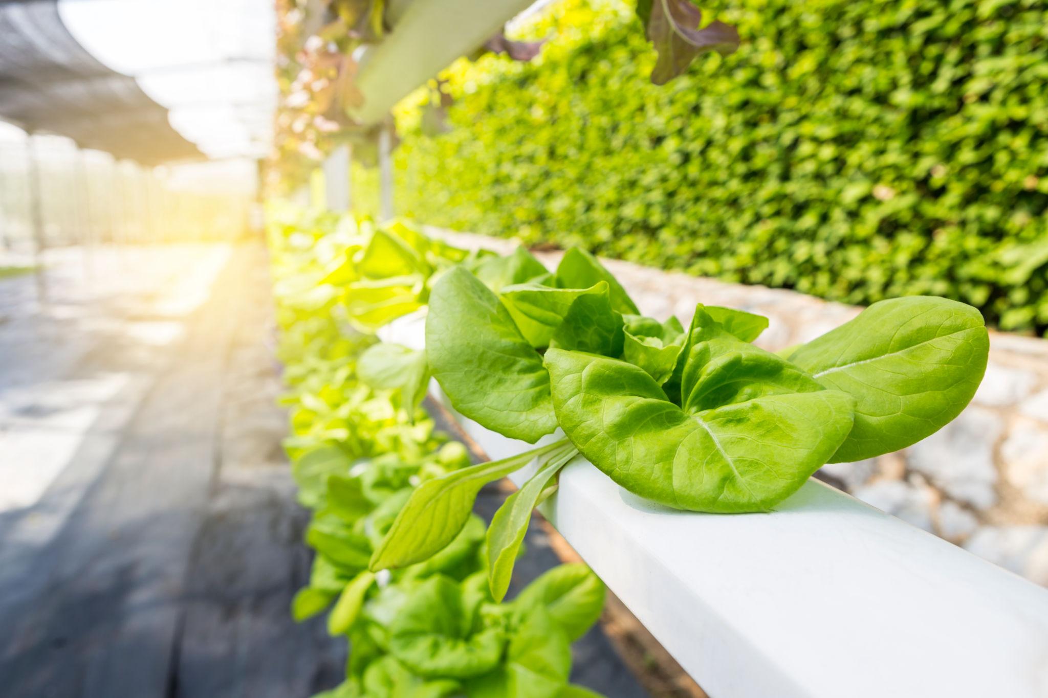 Sustainable Food Systems