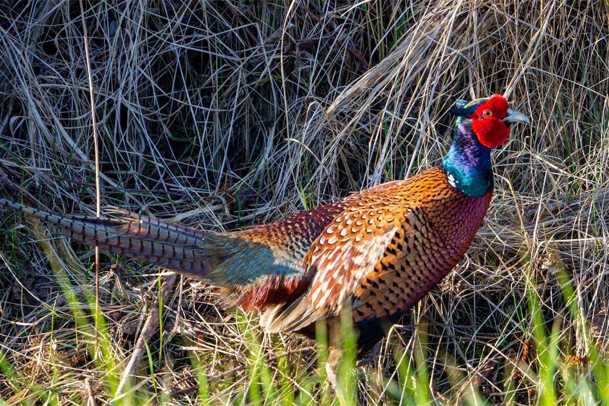 Pheasant in countryside grassland
