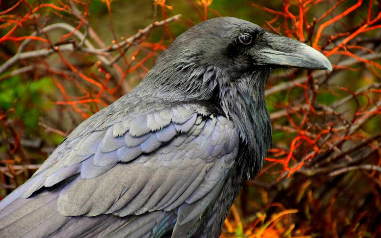 A crow perched on a branch against a forest backdrop