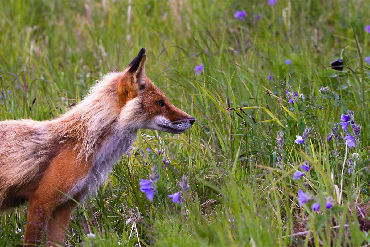 Fox in open countryside