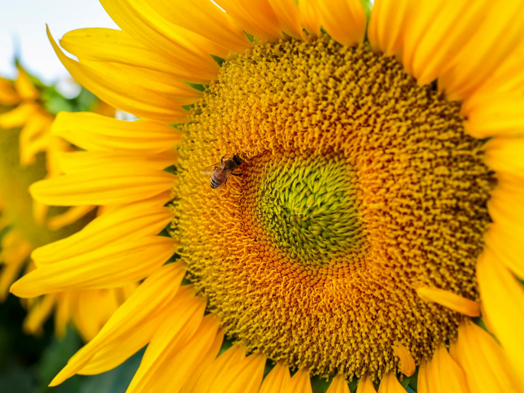 HEADTURNED Foundation estate with sanctuary spaces, regenerative fields and a central innovation hub building set in a restored landscape.