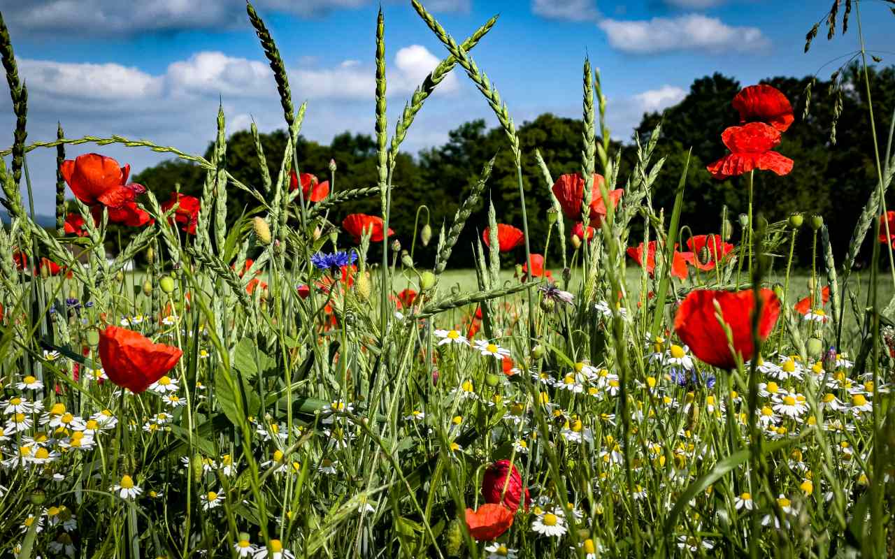 A rewilded forest landscape with restored biodiversity