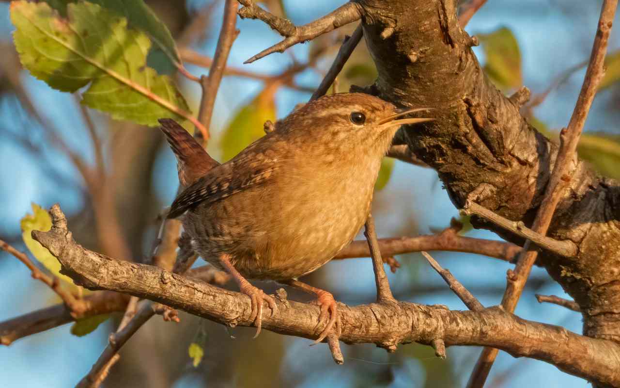 A skylark in flight above green fields, symbolising vanishing breeding birds