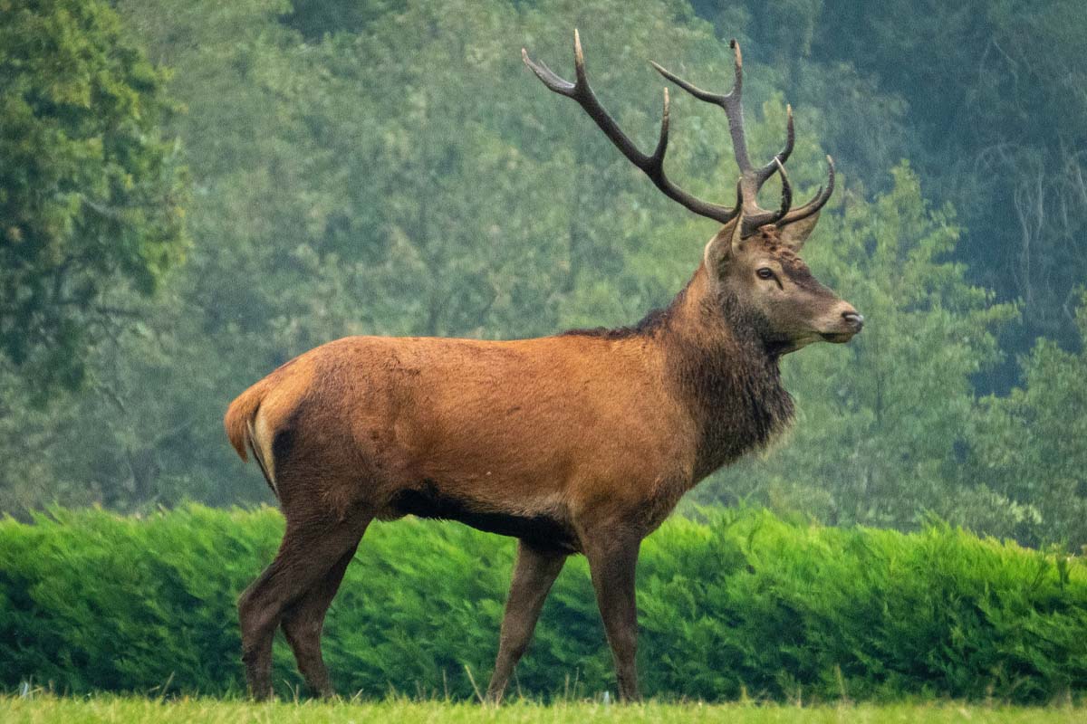A stag standing alert in misty woodland — symbol of resilience and protection.