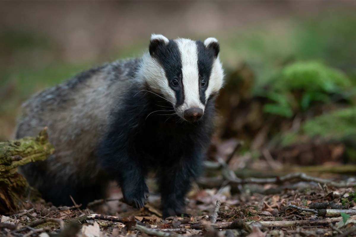 A British badger emerging from its sett at dusk.