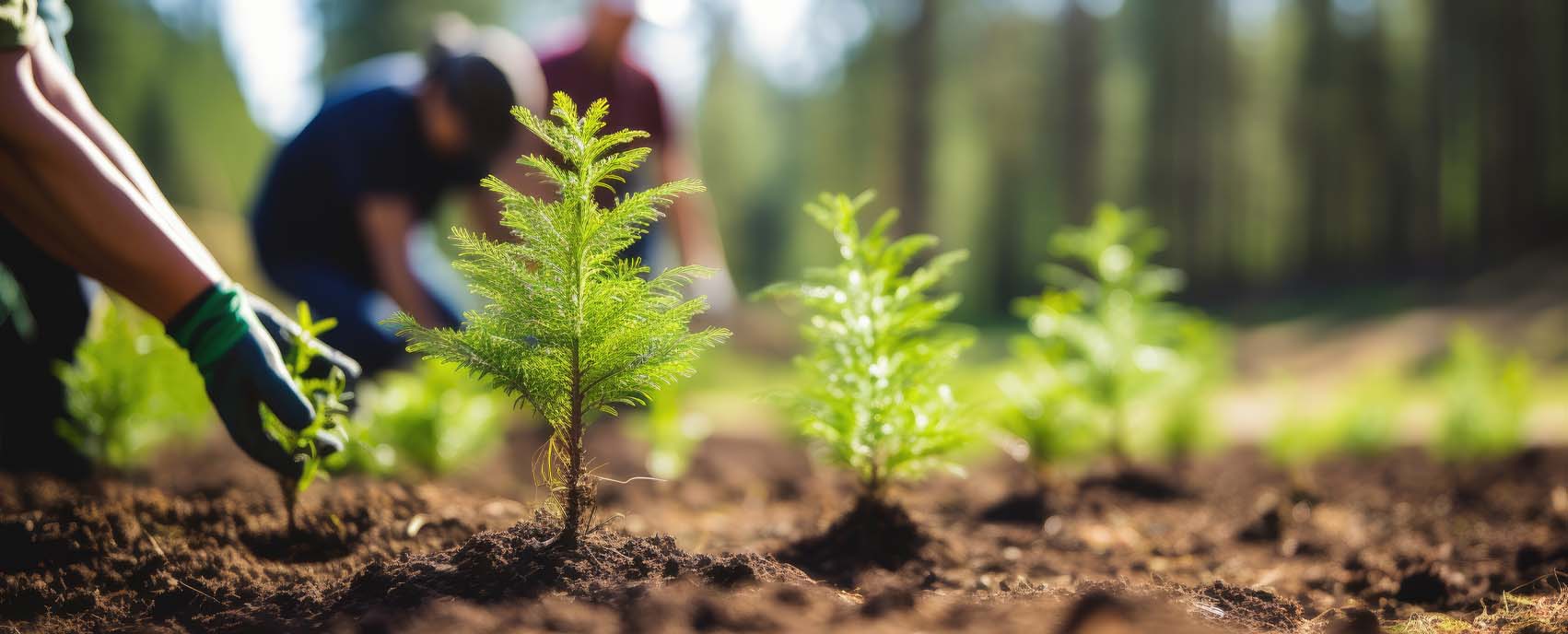 Landscape detail representing restoration, rewilding, and habitat repair at Cossall